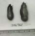Click for 1 image(s) for this accession. FRUIT